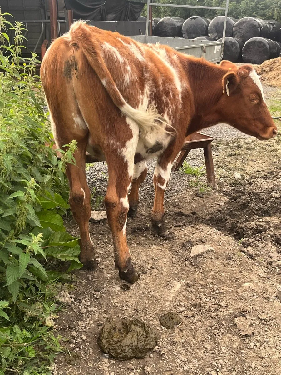 Shorthorn bullock - Image 4
