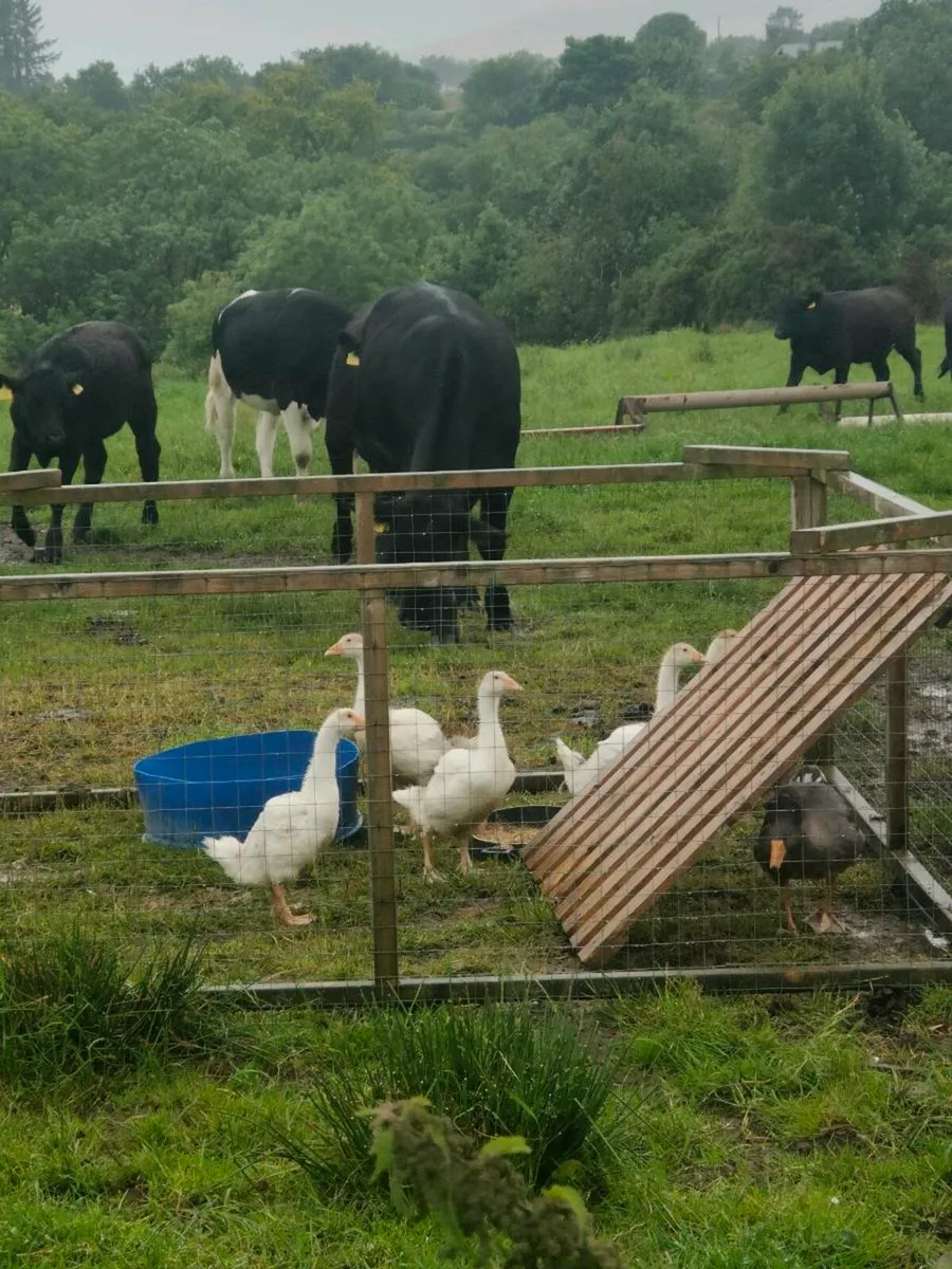 Embden goslings