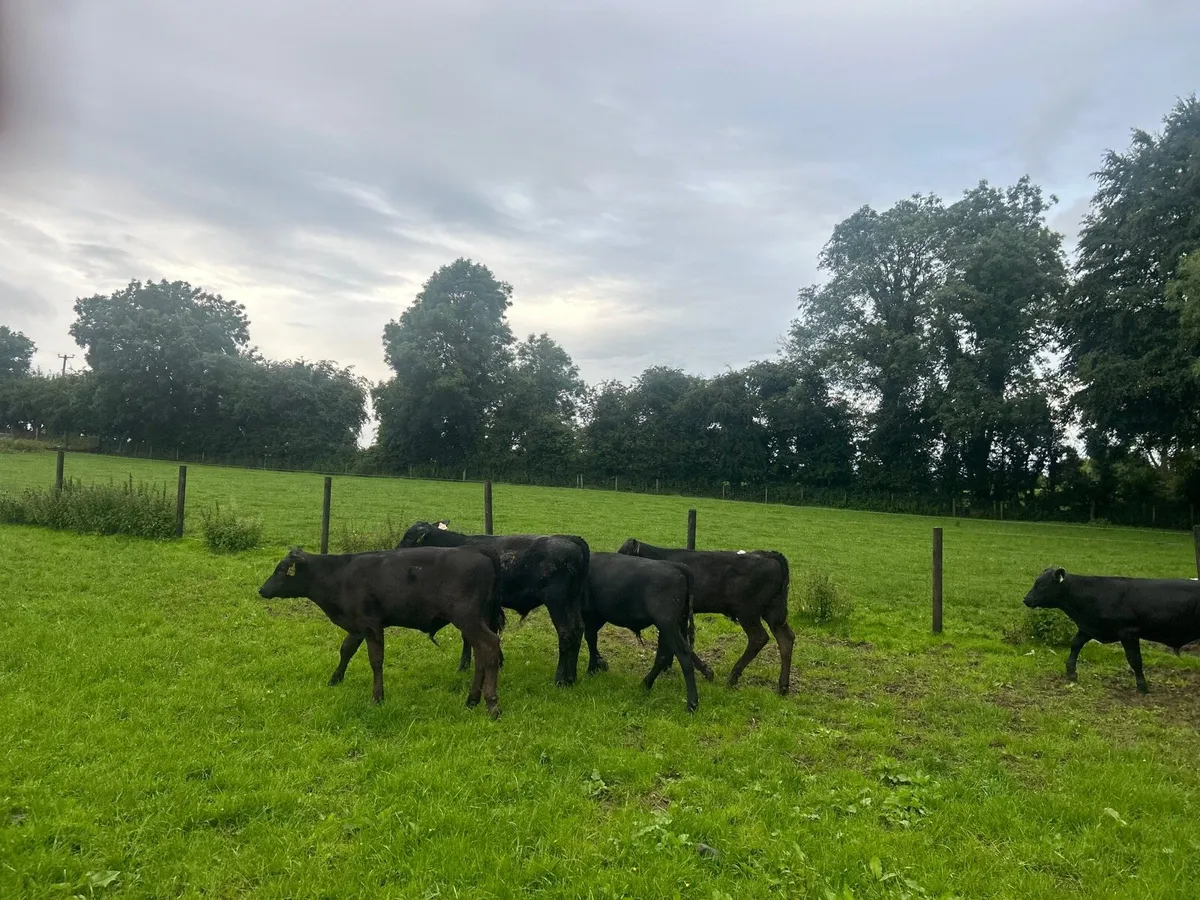 18 super  Angus bull weanlings - Image 1
