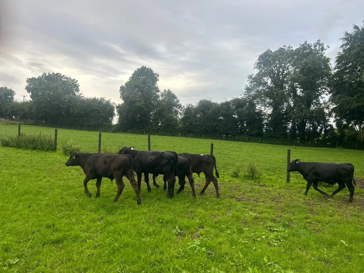 18 super  Angus bull weanlings - Image 2