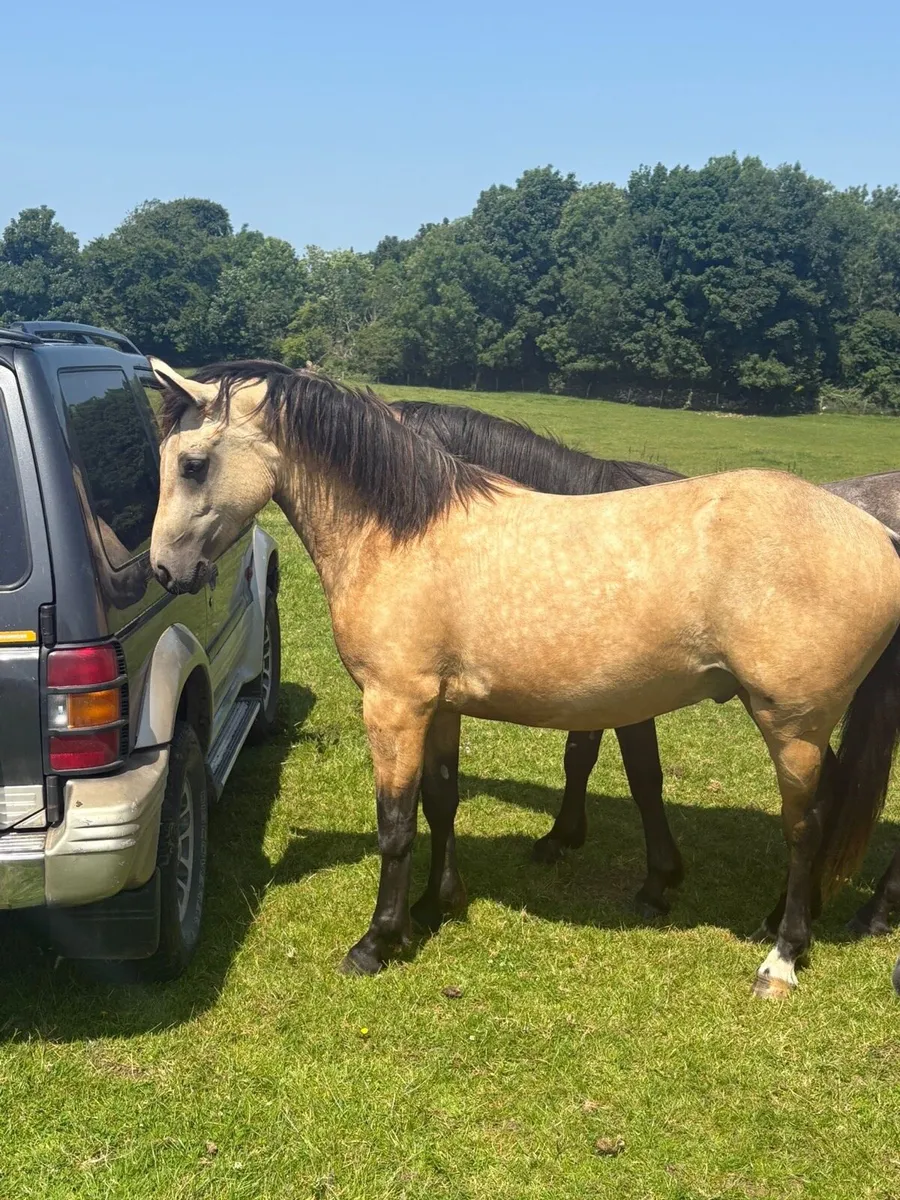 *** 4 Connemara geldings *** - Image 1