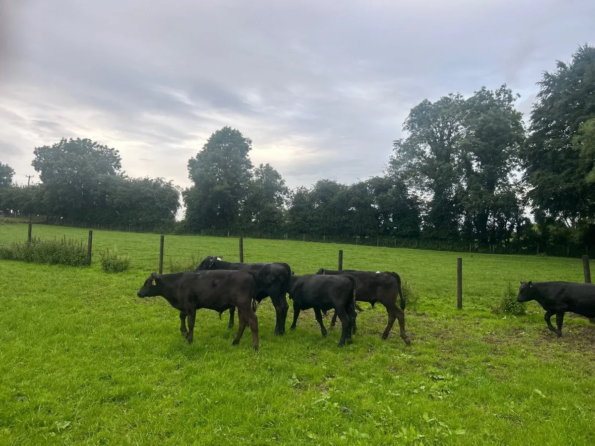 18 super  Angus bull weanlings - Image 3