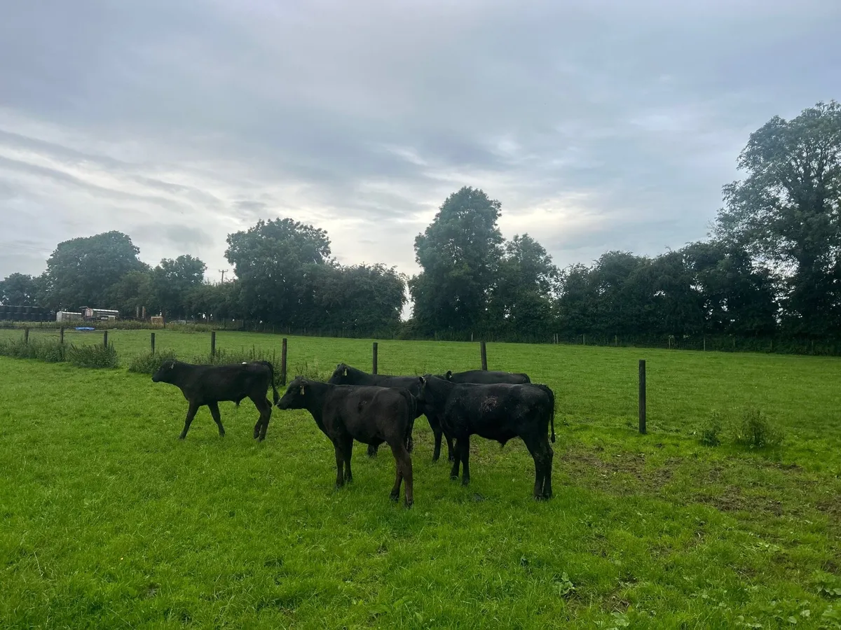 18 super  Angus bull weanlings - Image 4