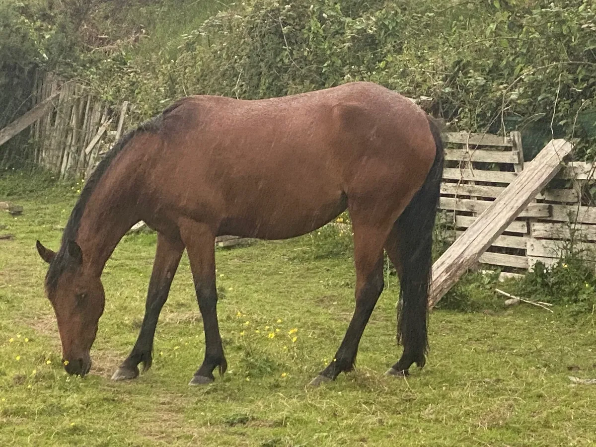 2 Lovely Ponies For Sale - Image 4