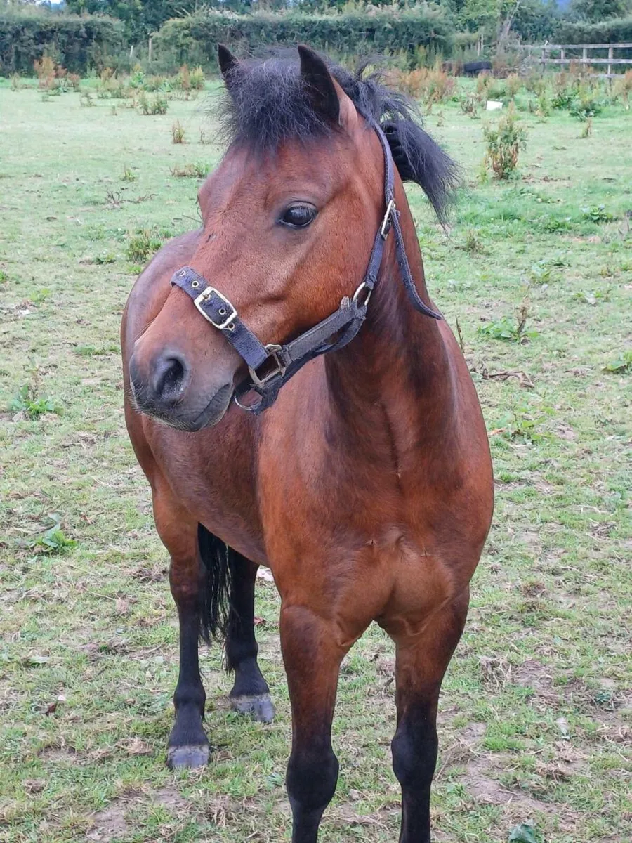 Pony - Image 3