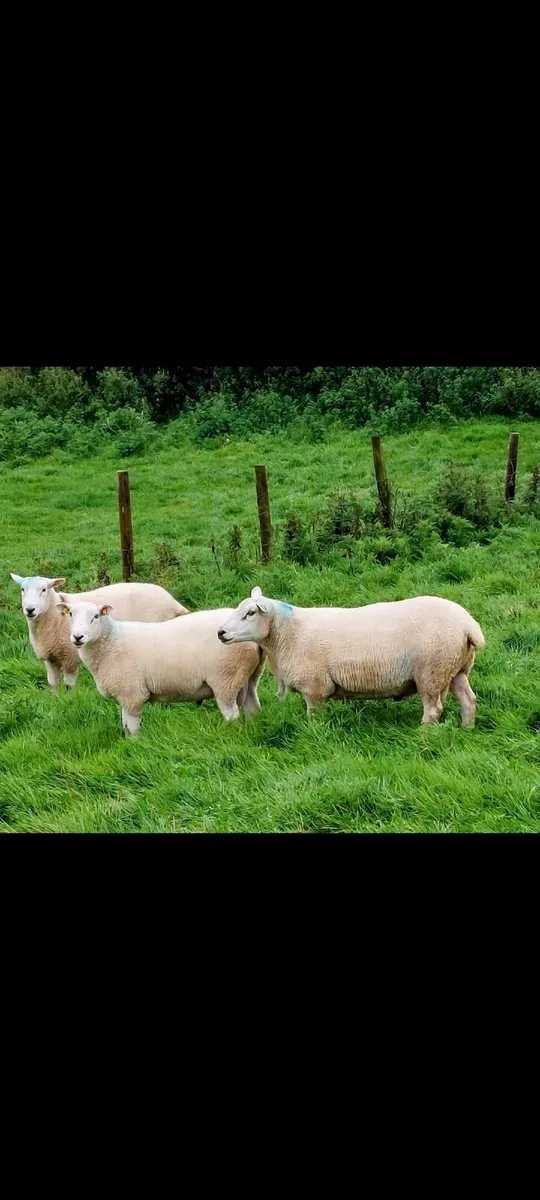 purebred llewn rams