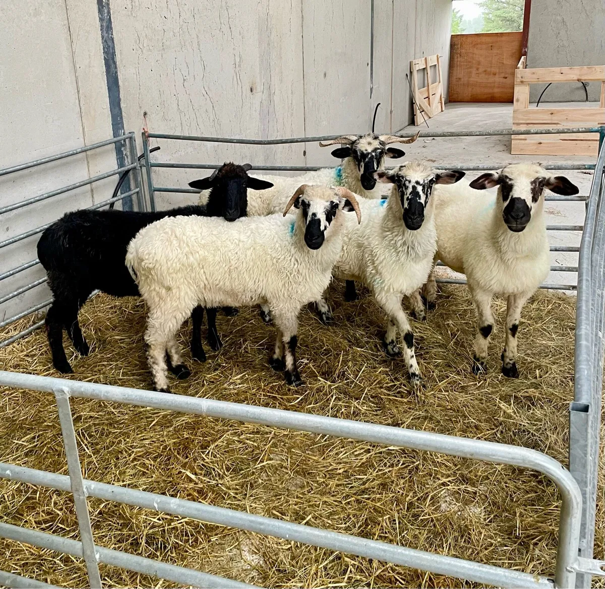 Valais Blacknose 1/2 bred Hoggets