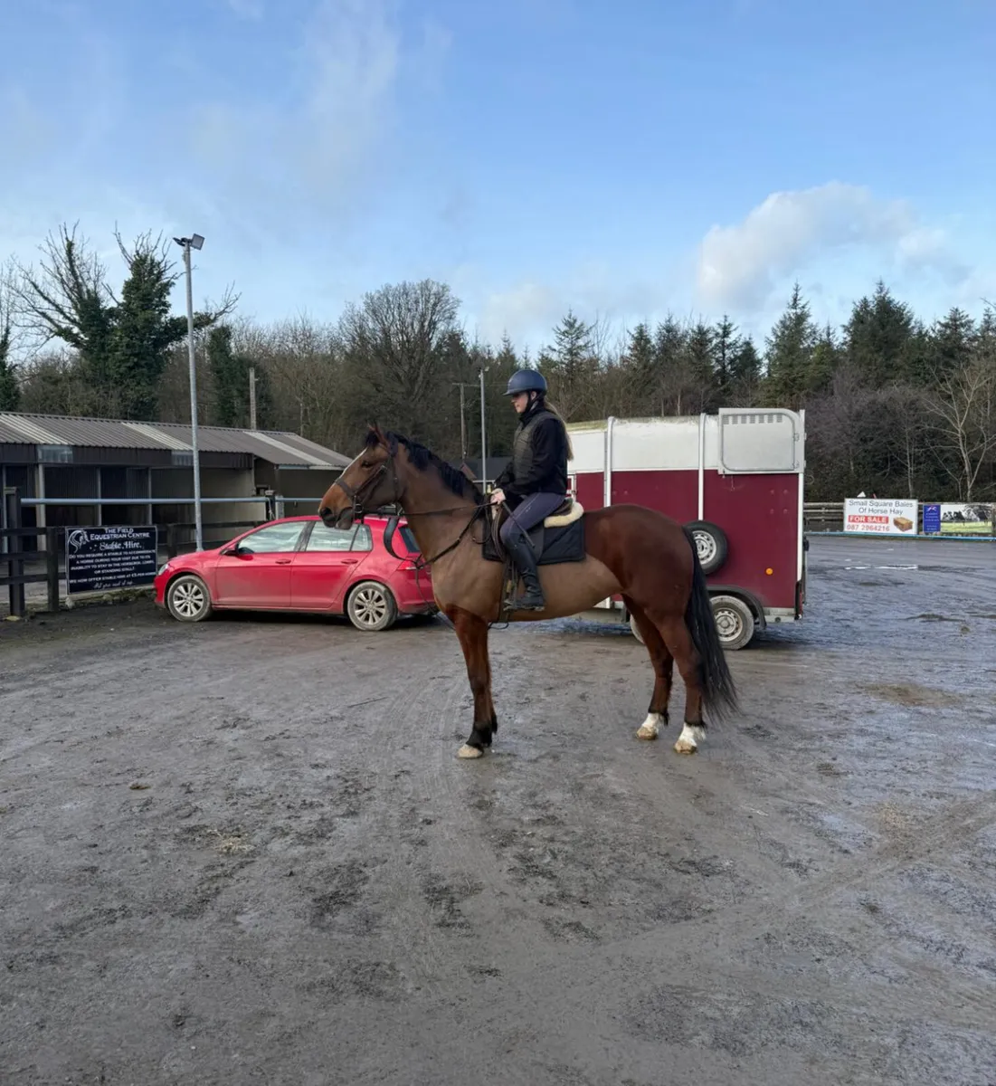 XC/Hunter Horse - Image 1