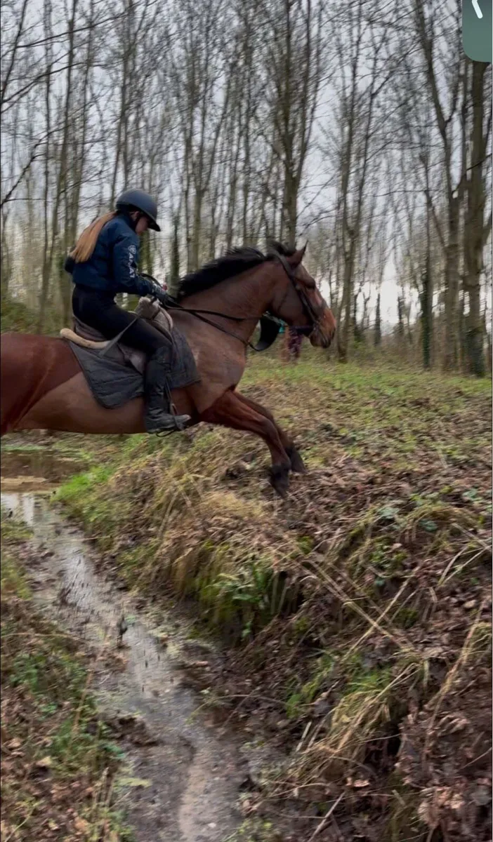 XC/Hunter Horse - Image 2