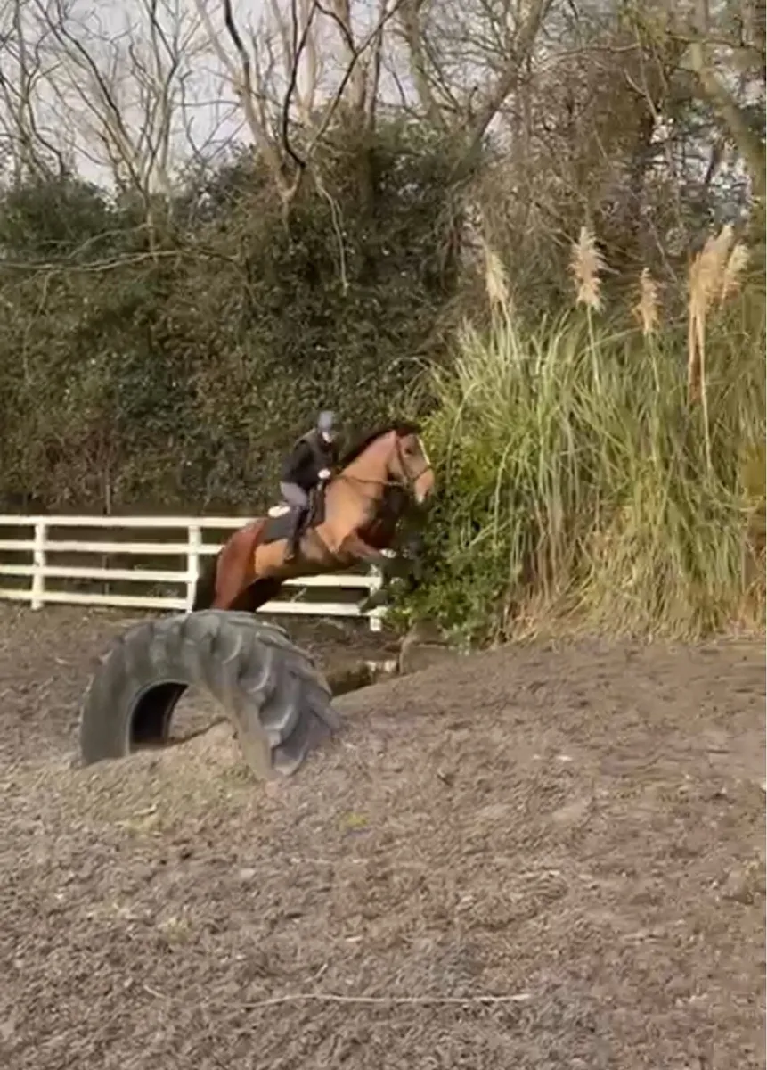 XC/Hunter Horse - Image 3