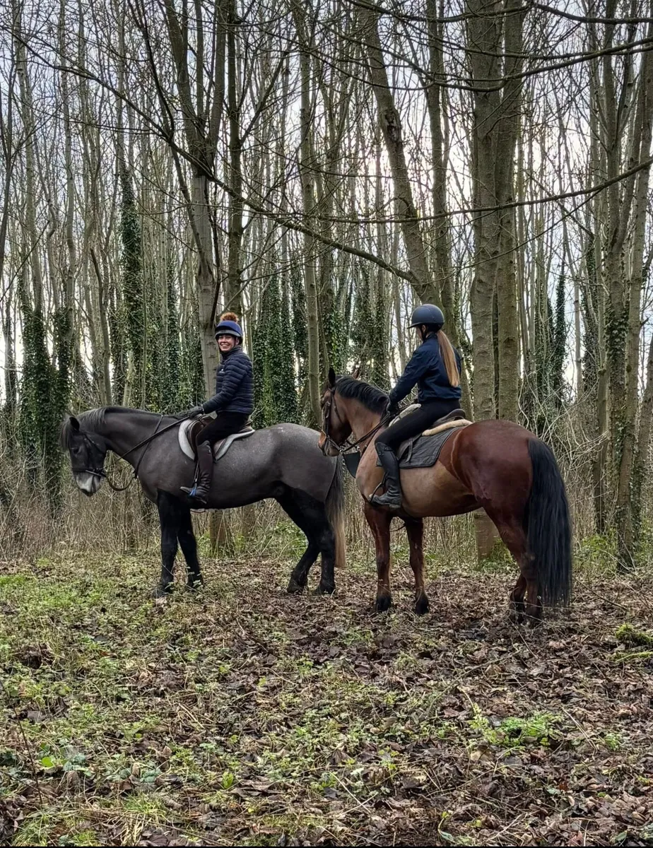 XC/Hunter Horse - Image 4