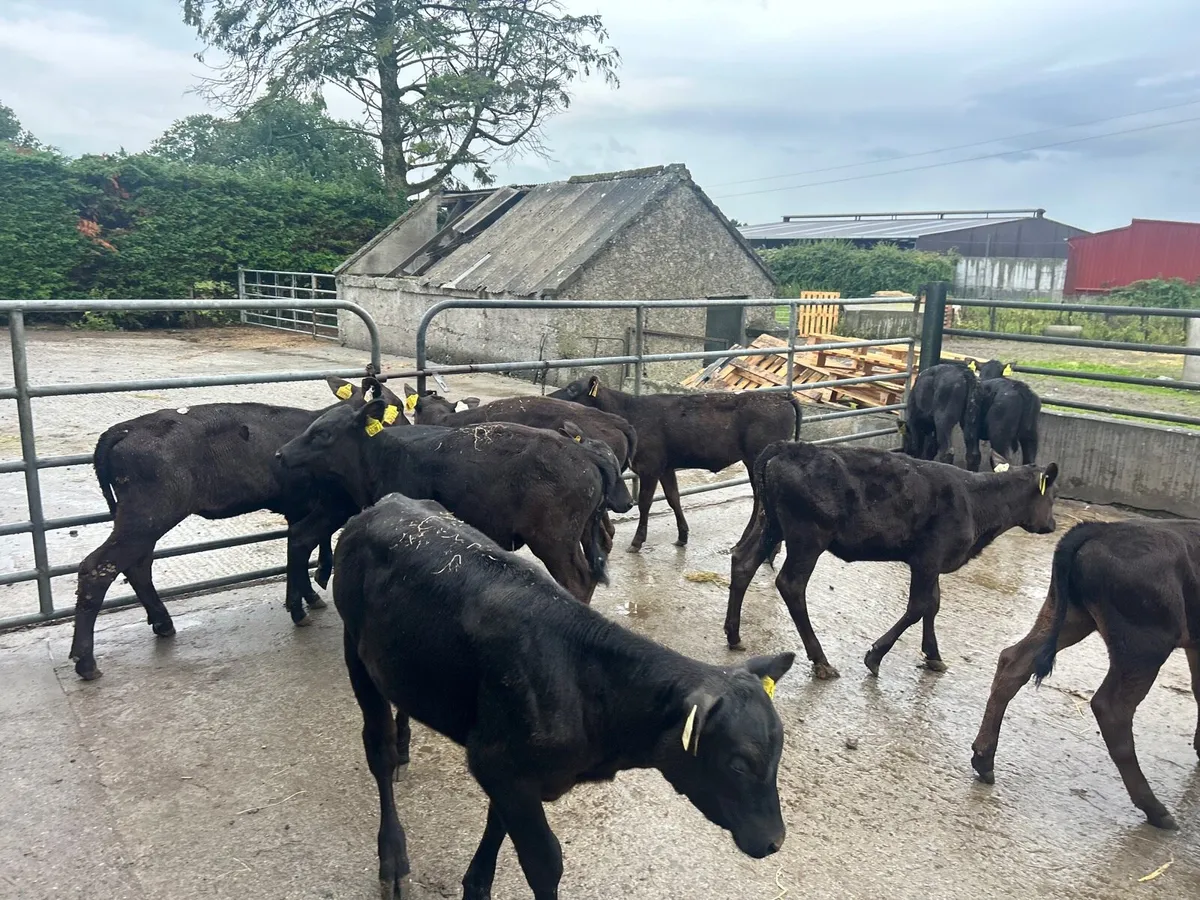 15 super weaned Angus heifers - Image 1