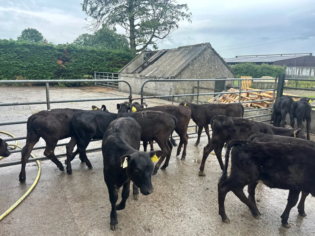 15 super weaned Angus heifers - Image 2