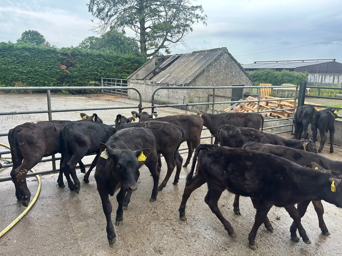 15 super weaned Angus heifers - Image 3