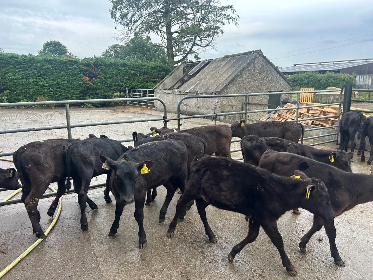 15 super weaned Angus heifers - Image 4