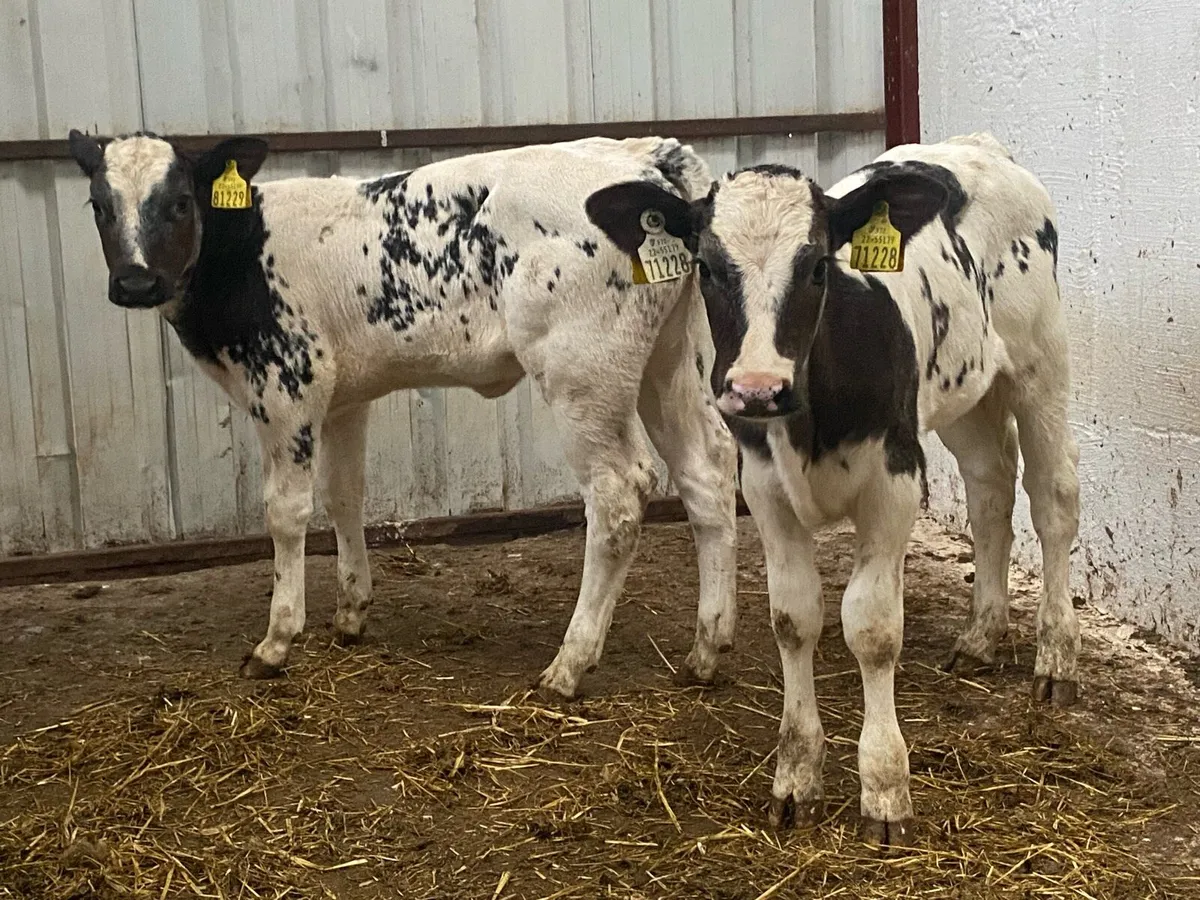 2 Super Blue Heifers - Image 1