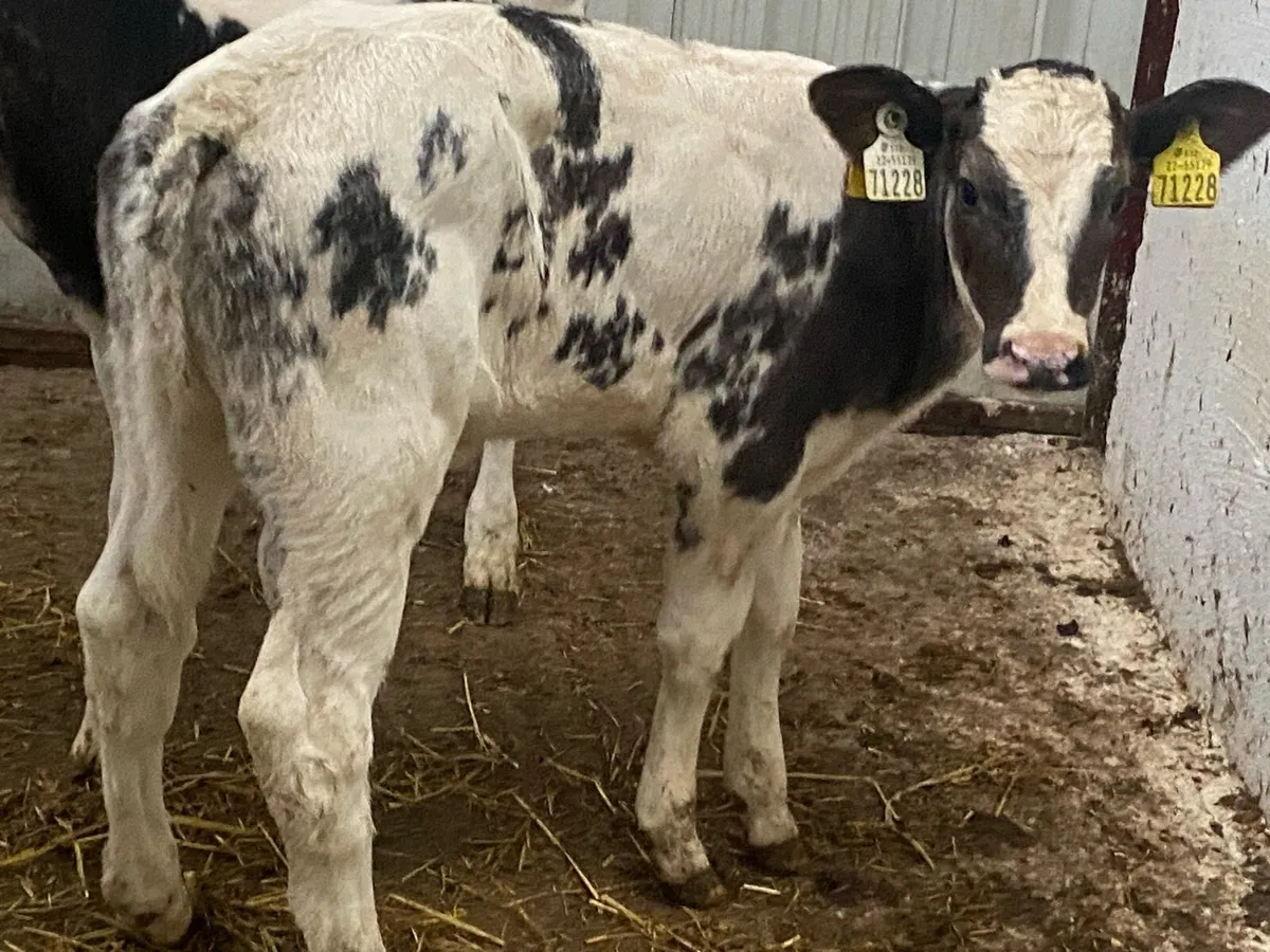 2 Super Blue Heifers - Image 2