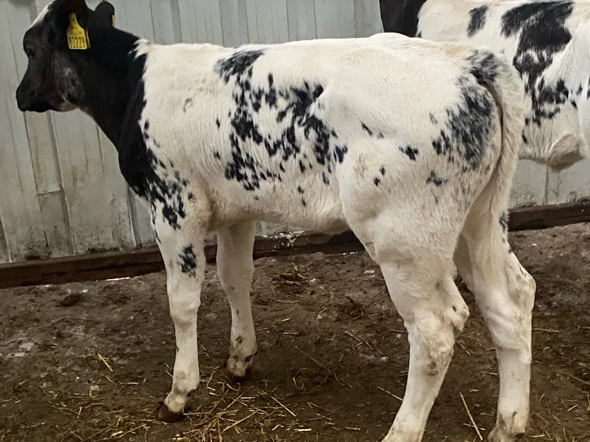 2 Super Blue Heifers - Image 3