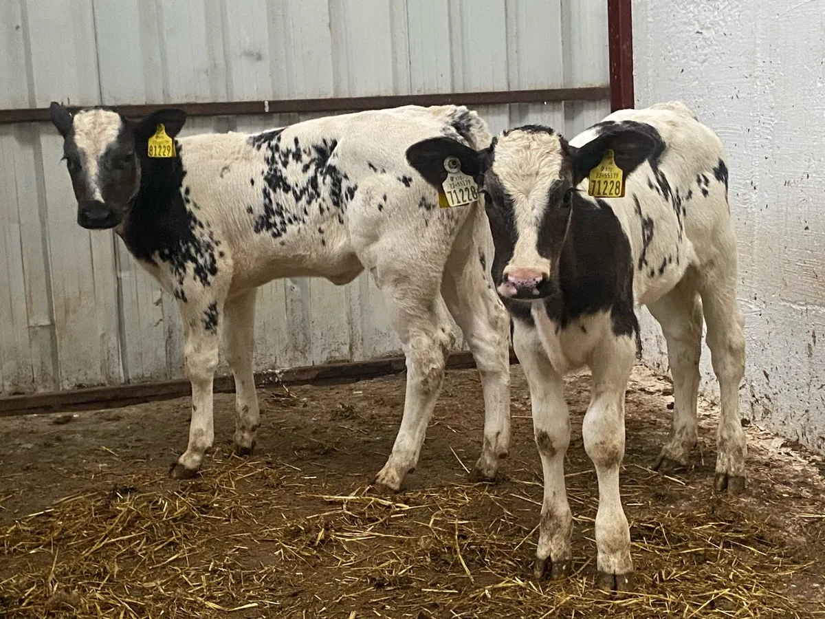 2 Super Blue Heifers - Image 4