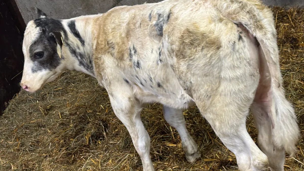 U Grade Belgian Blue Heifer Calf - Image 3