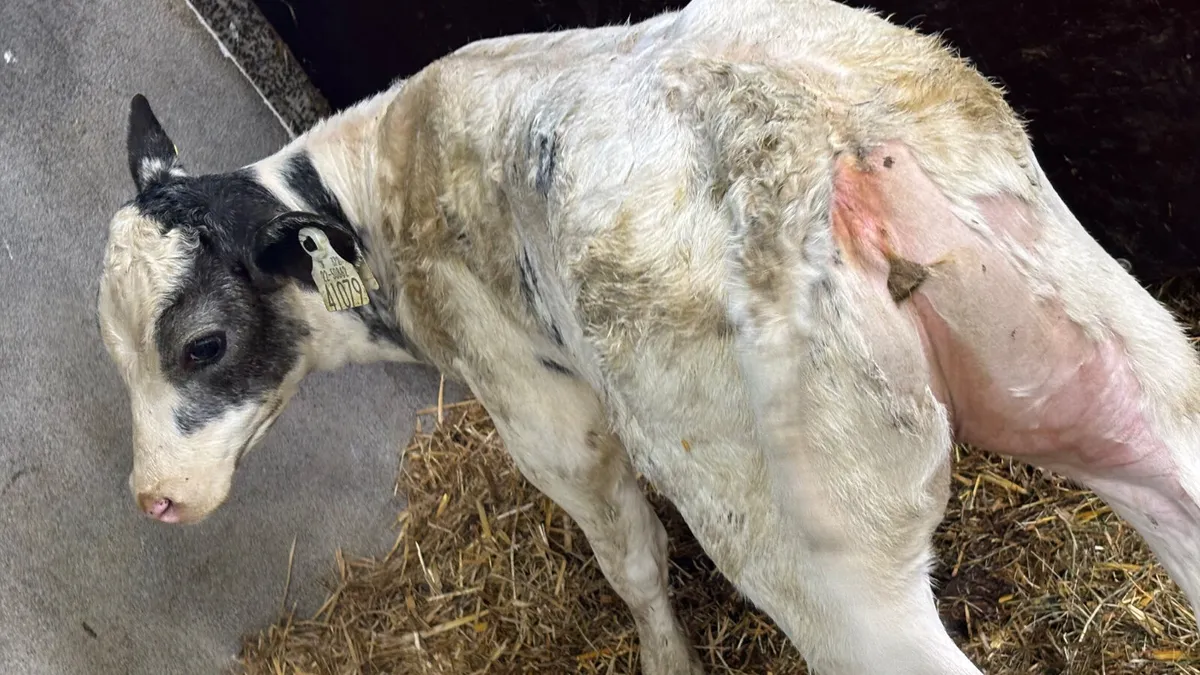 U Grade Belgian Blue Heifer Calf - Image 1