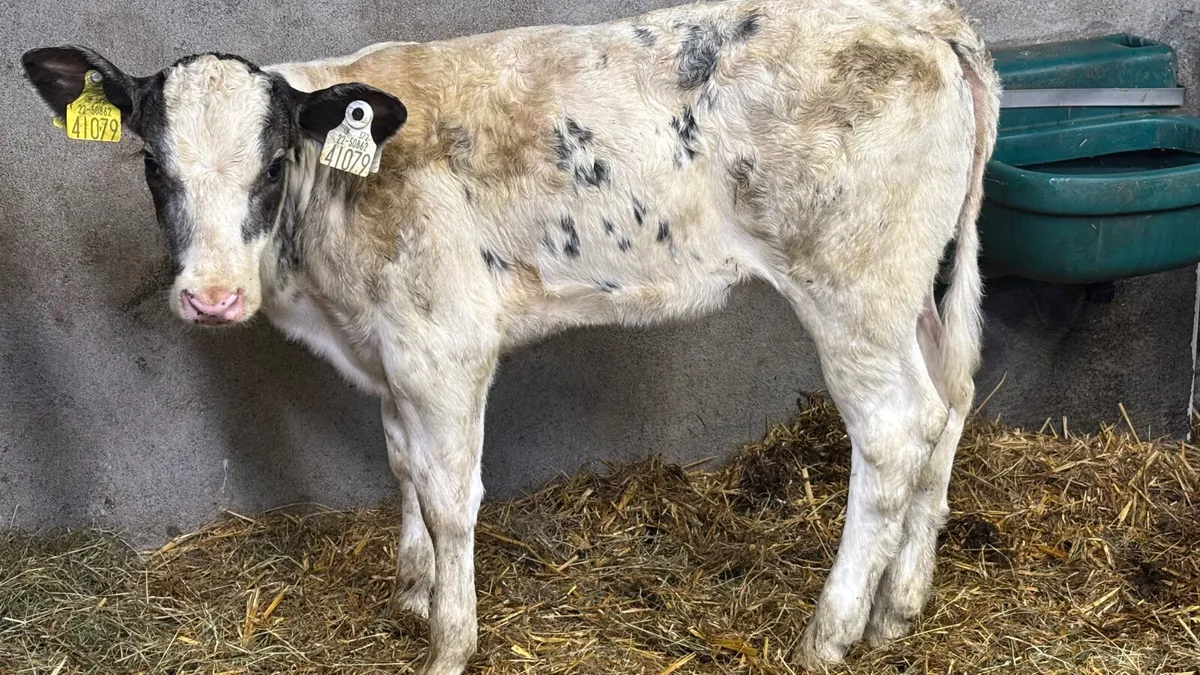 U Grade Belgian Blue Heifer Calf - Image 2