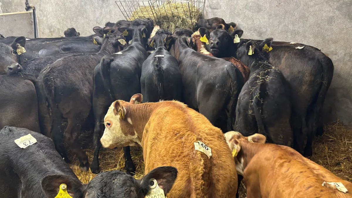 ⭐️Top Quality Calves/Runners ⭐️ - Image 2