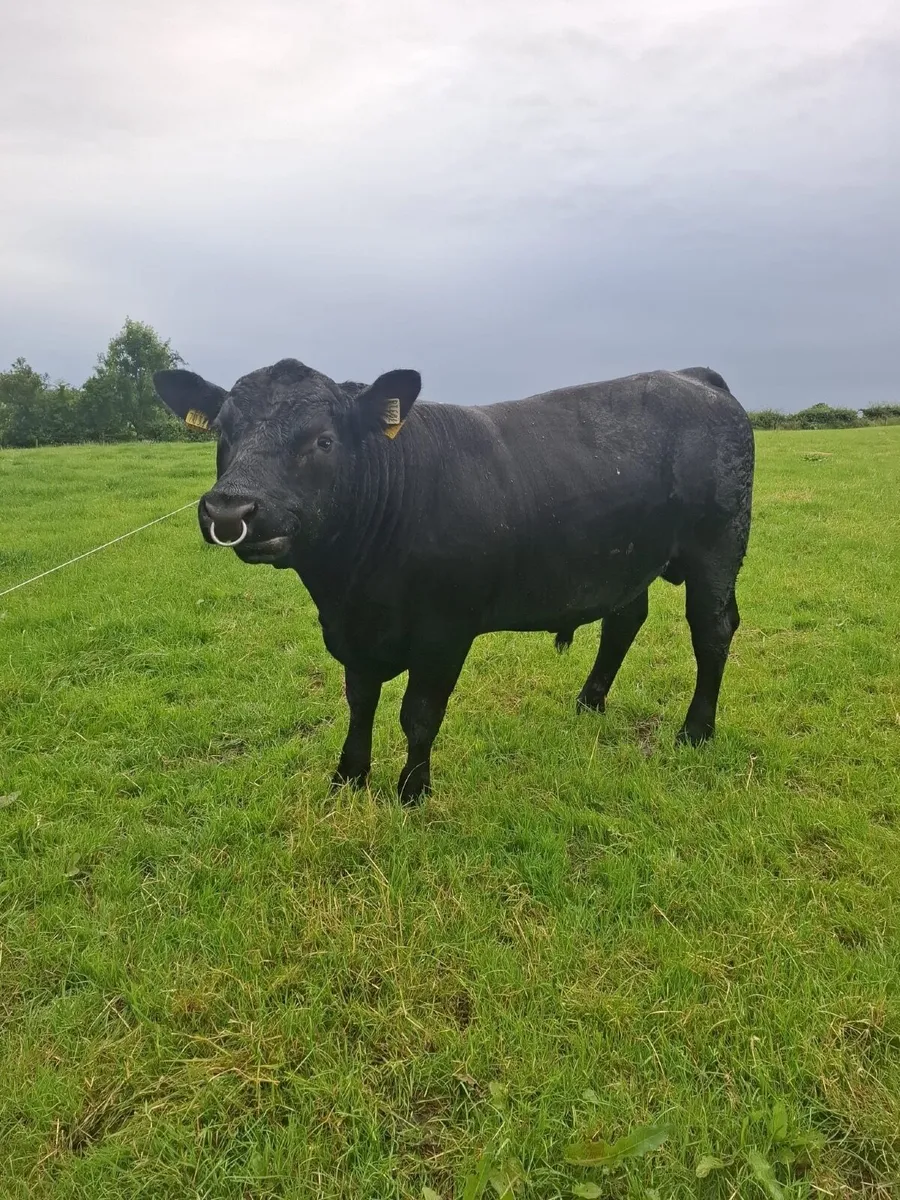 Angus Bull - Image 1