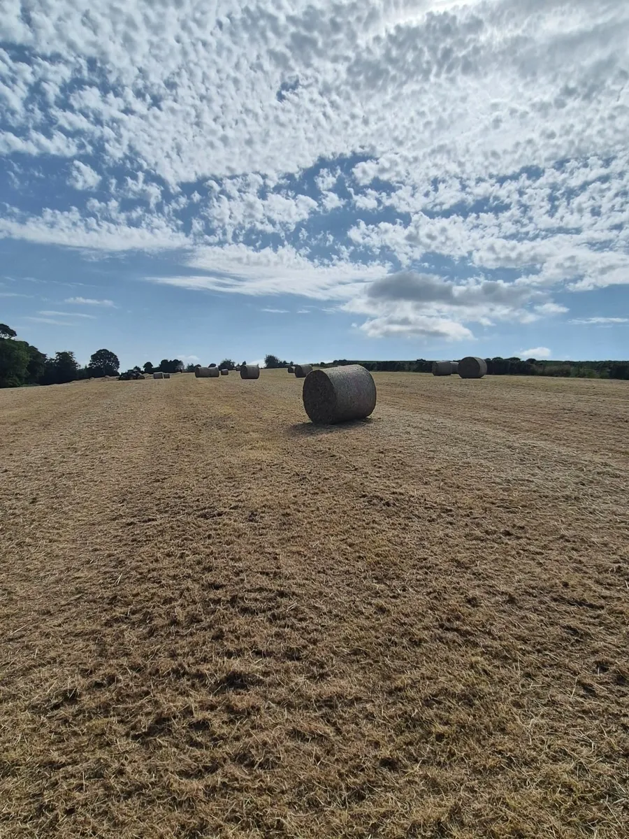 Hay - Image 1