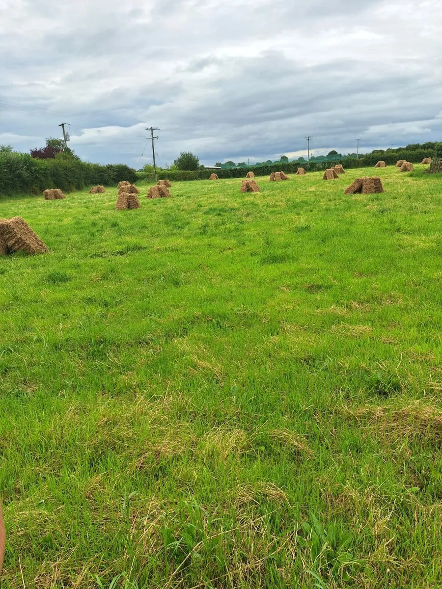 Bales - John, Rath, Birr