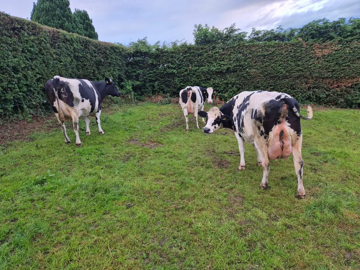 Dairy Cows - Image 2