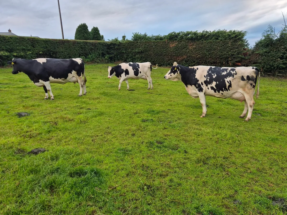 Dairy Cows - Image 1