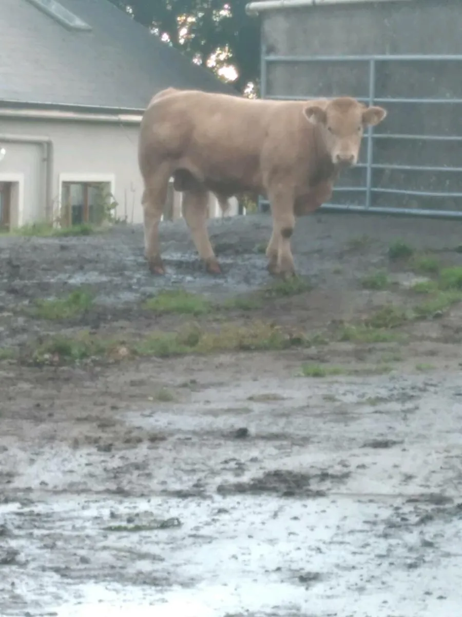 Charolais weanling - Image 1