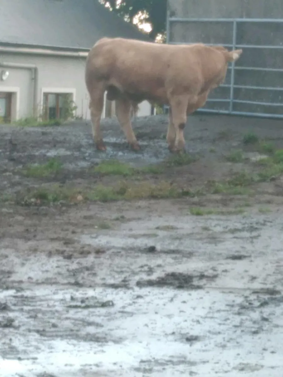 Charolais weanling - Image 2
