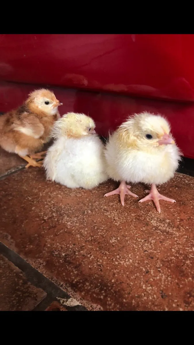 Purebred Day Old Chicks - Image 1
