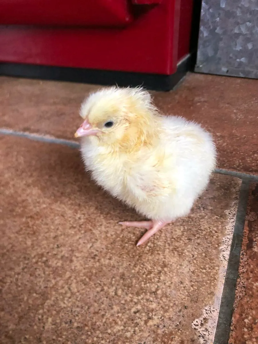 Purebred Day Old Chicks - Image 2