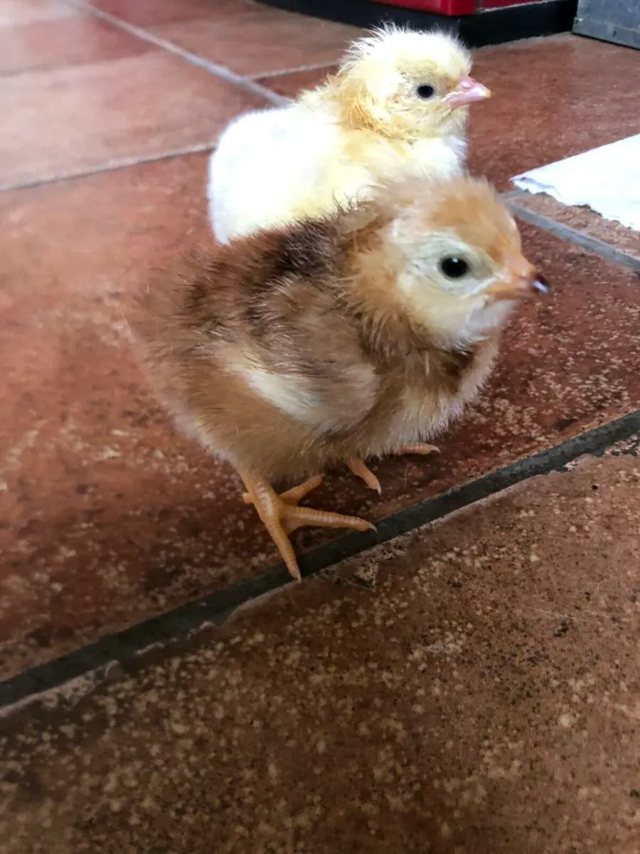 Purebred Day Old Chicks - Image 3