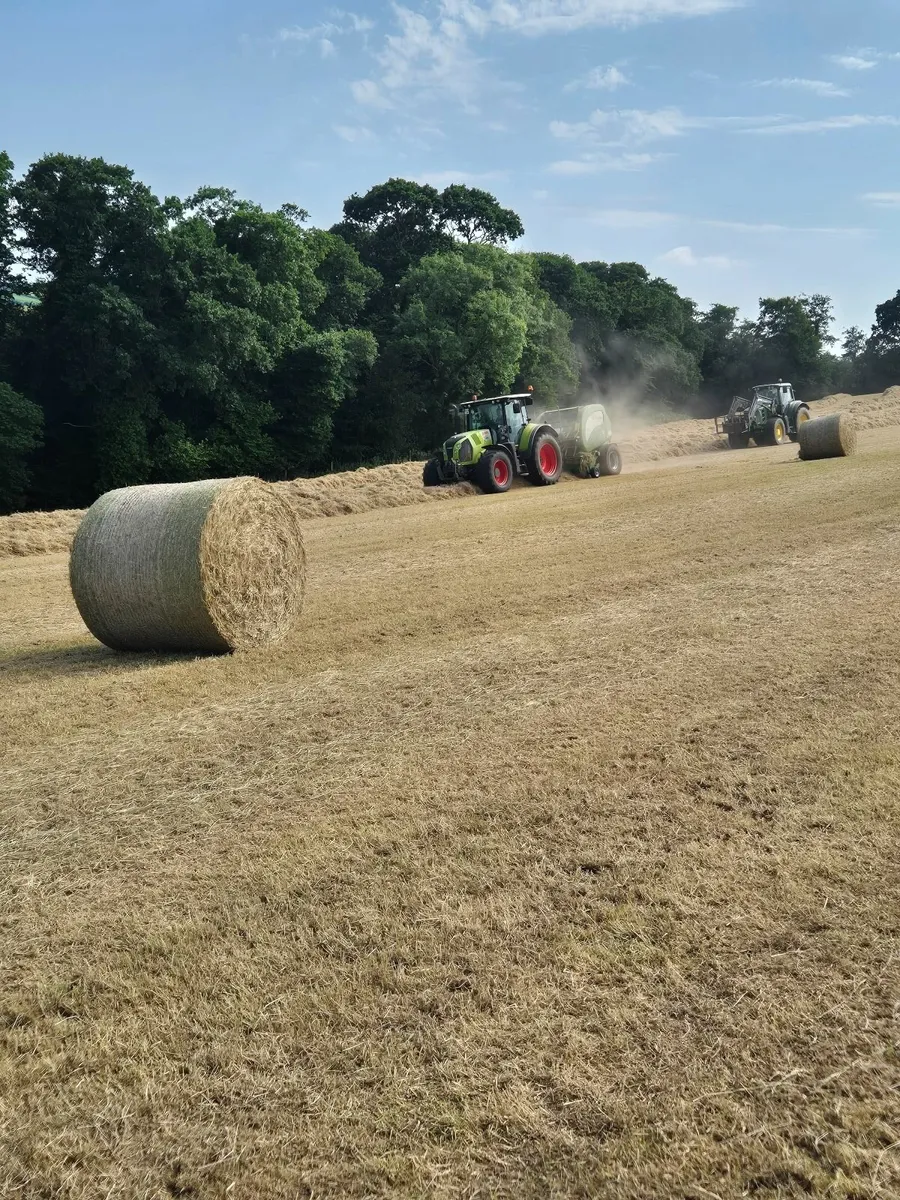 Hay - Image 3