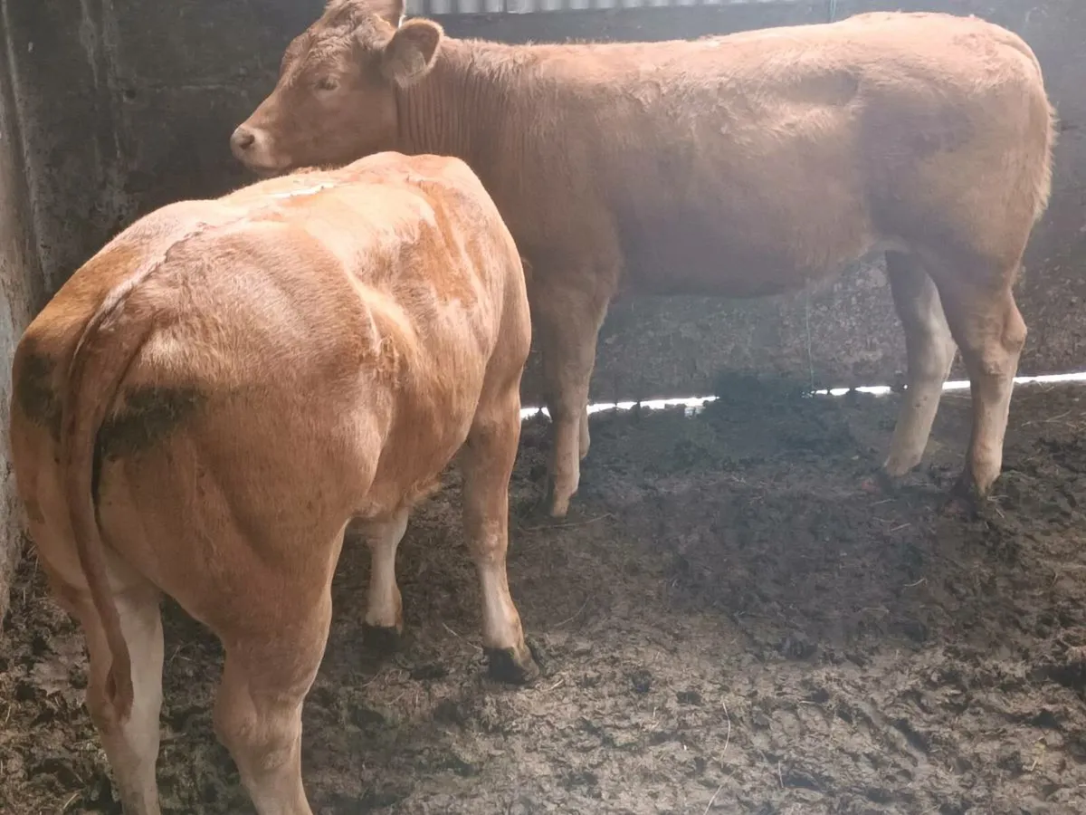 3 smashing U grade Heifer's for sale - Image 2
