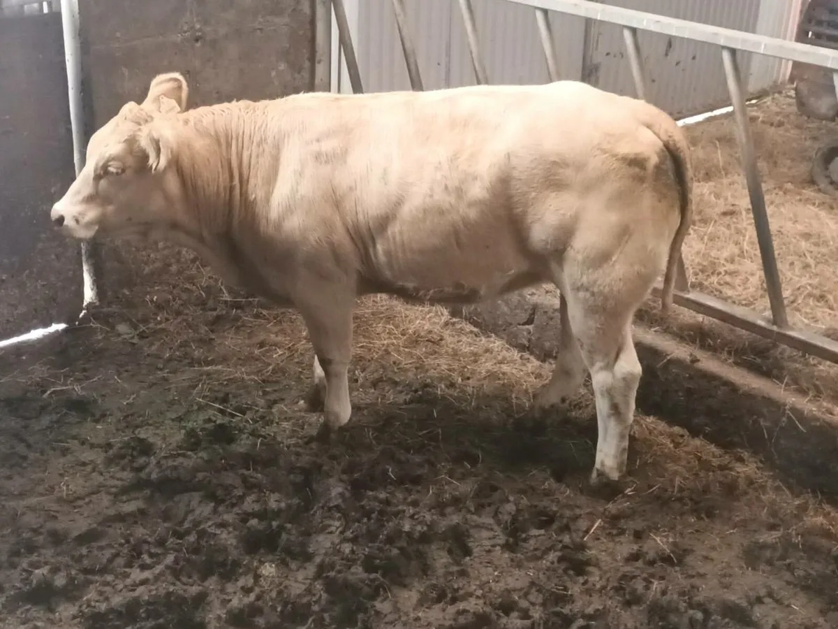 3 smashing U grade Heifer's for sale - Image 3