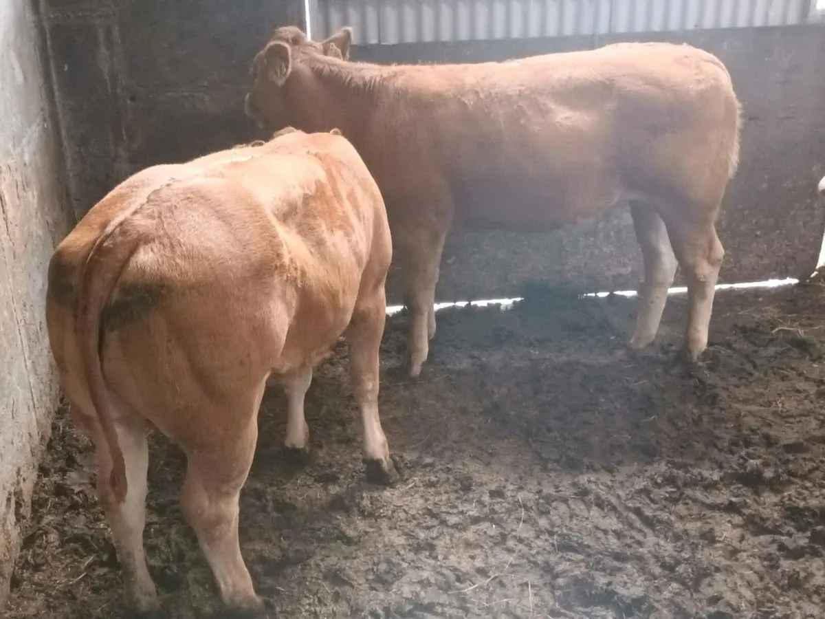 3 smashing U grade Heifer's for sale - Image 4