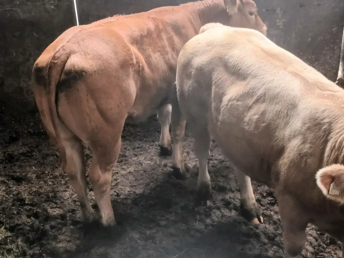 3 smashing U grade Heifer's for sale - Image 1
