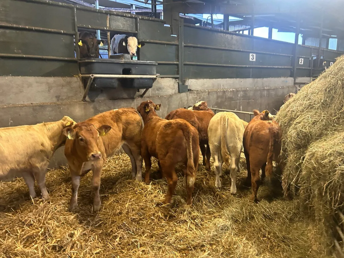 6 super suckler bred  continental heifers - Image 1