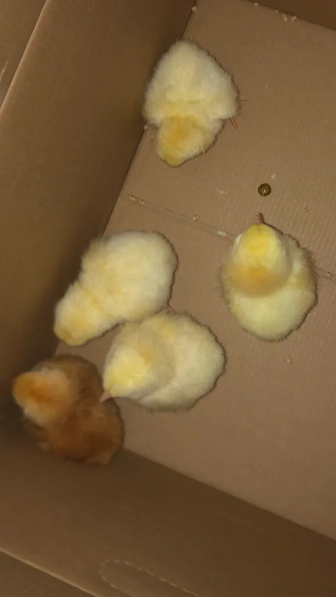 Purebred Day Old Chicks - Image 4