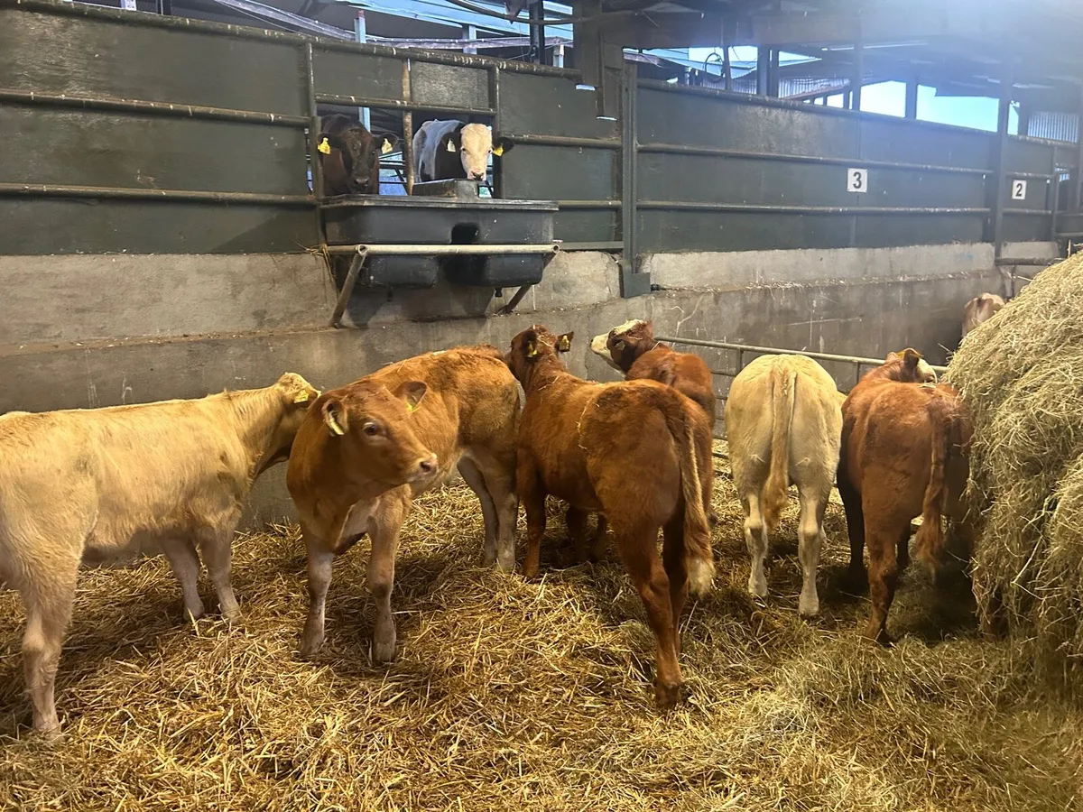 6 super suckler bred  continental heifers - Image 2