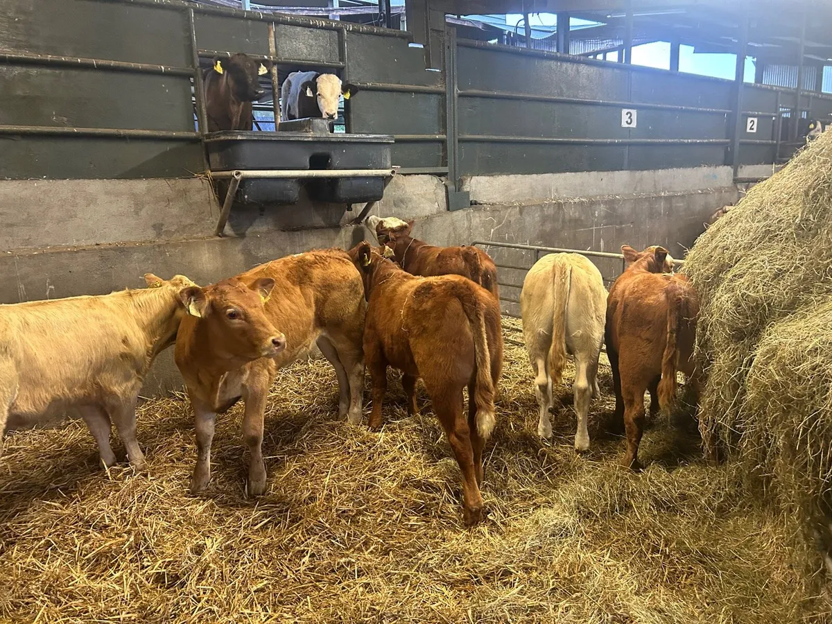 6 super suckler bred  continental heifers - Image 3