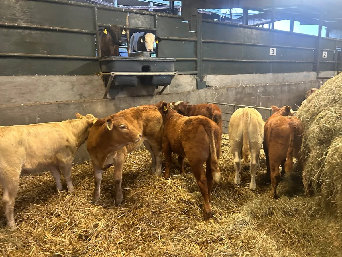 6 super suckler bred  continental heifers - Image 4