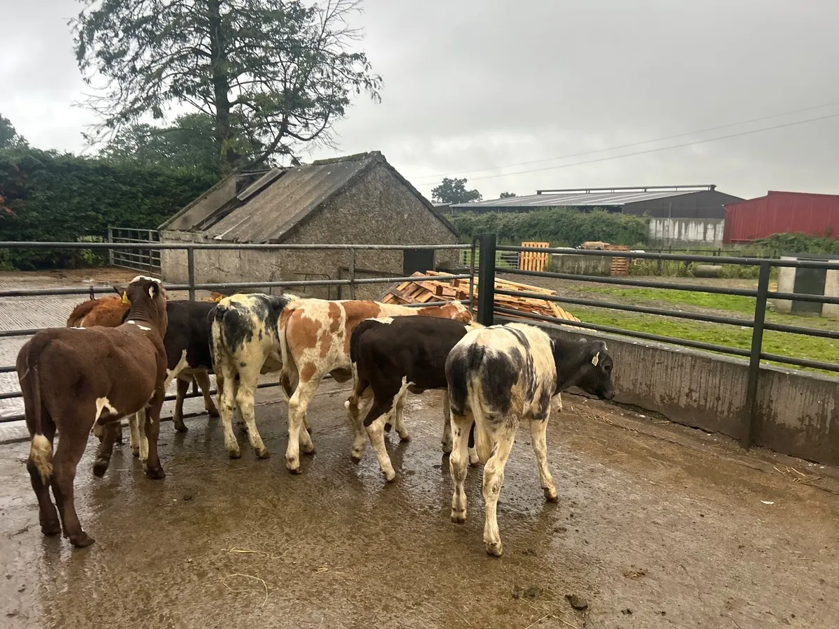 8 super  continental weanling heifers - Image 1