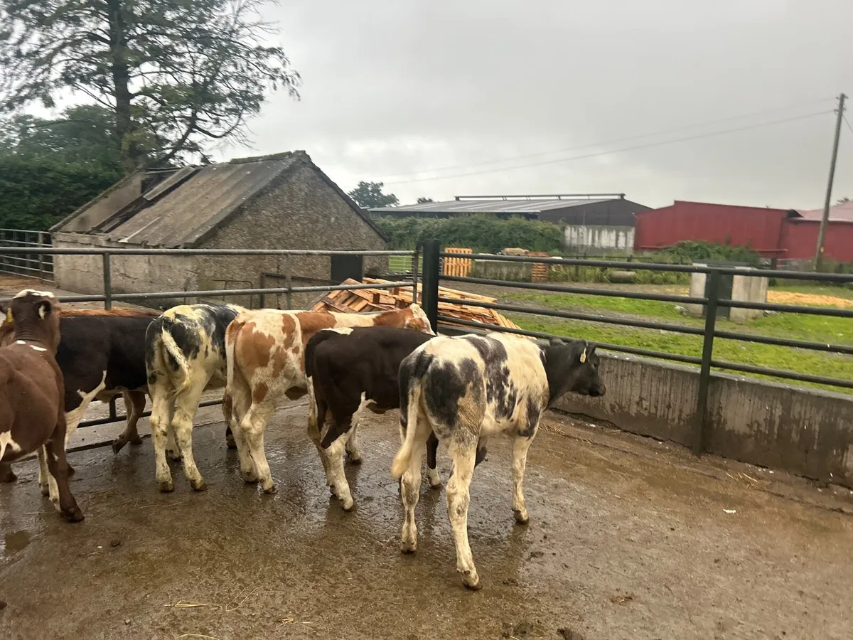 8 super  continental weanling heifers - Image 2