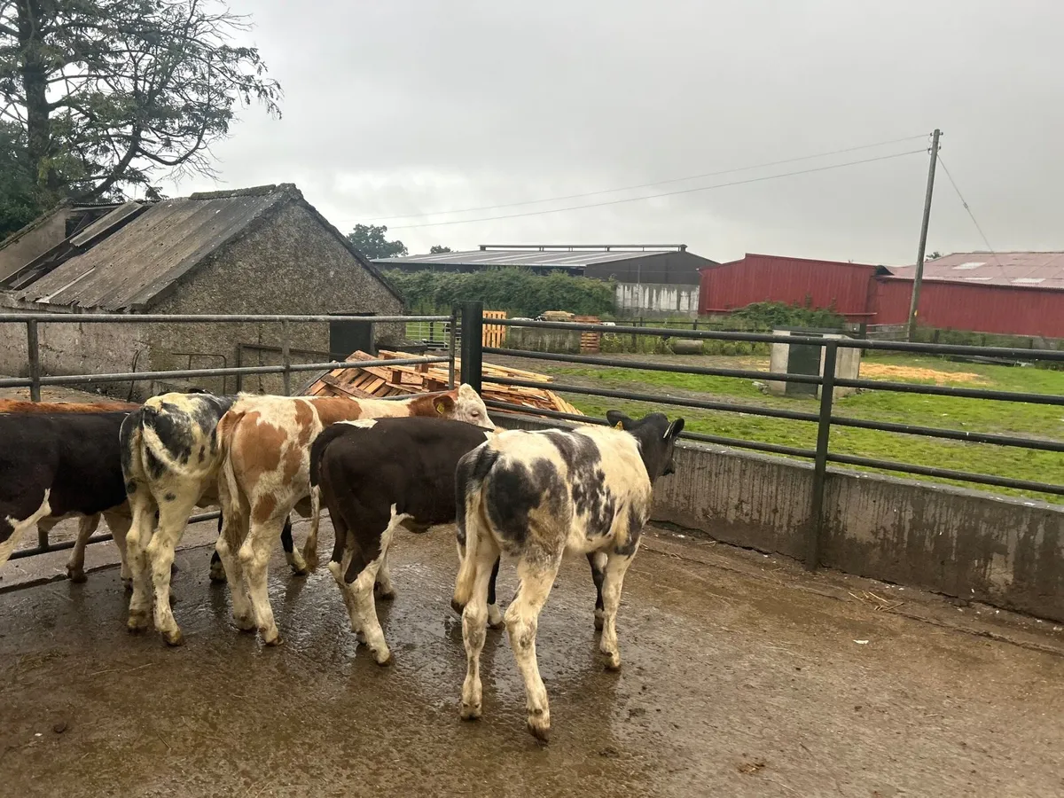 8 super  continental weanling heifers - Image 3